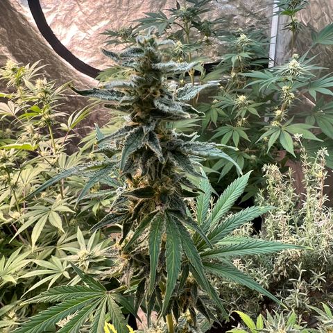 Dwarf Low Flyer growlog timeline photo