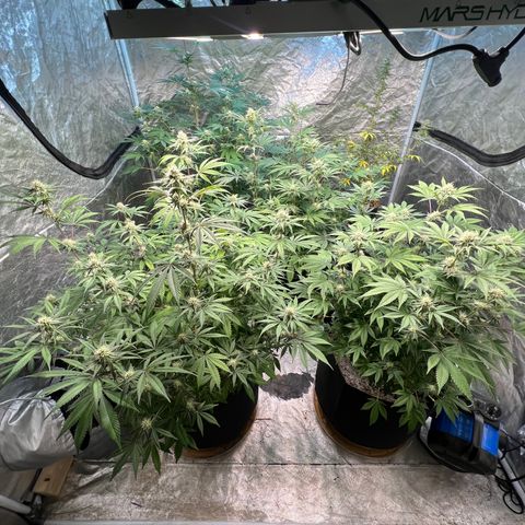 Platinum Jelly growlog timeline photo