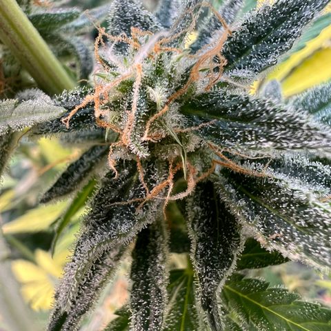 Dwarf Low Flyer growlog timeline photo