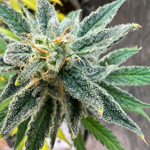Dwarf Low Flyer growlog timeline photo