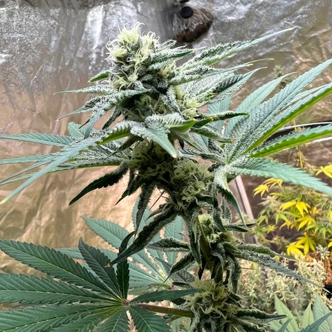 Dwarf Low Flyer growlog timeline photo