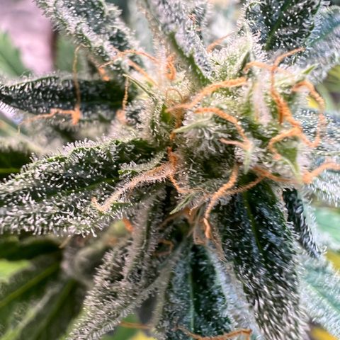 Dwarf Low Flyer growlog timeline photo