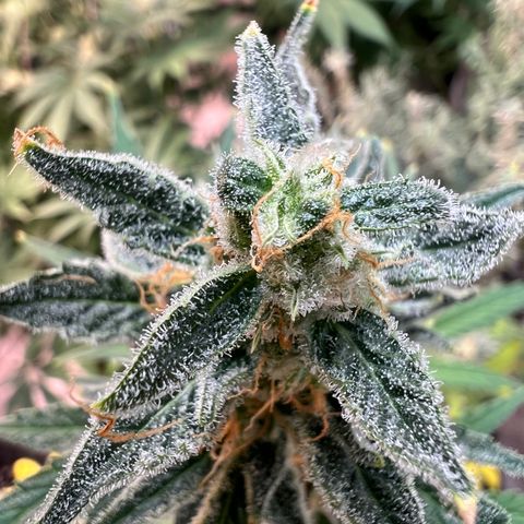 Dwarf Low Flyer growlog timeline photo