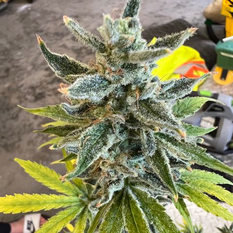 Dwarf Low Flyer growlog timeline photo