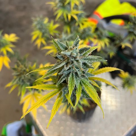 Dwarf Low Flyer growlog timeline photo
