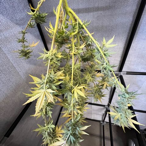 Dwarf Low Flyer growlog timeline photo