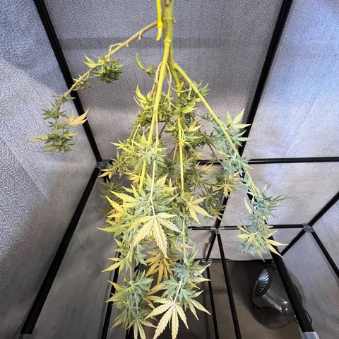 Dwarf Low Flyer growlog timeline photo