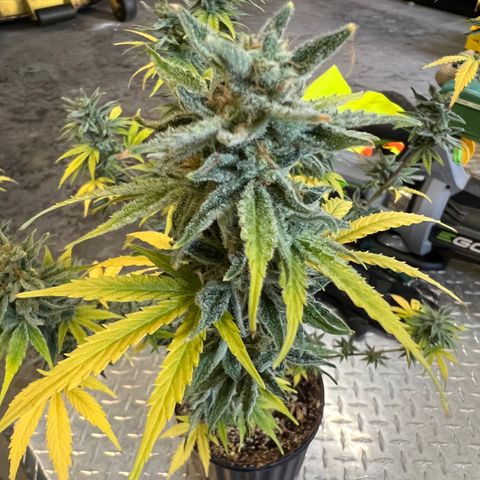 Dwarf Low Flyer growlog timeline photo