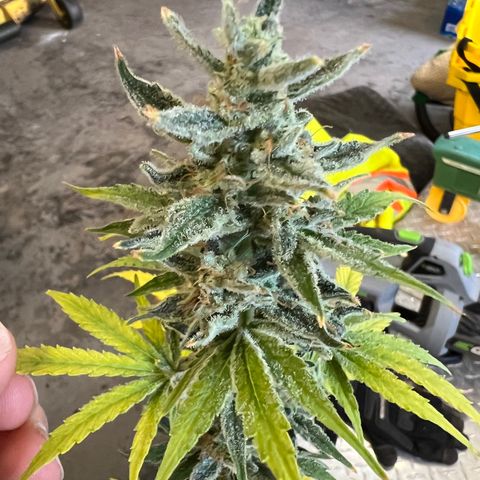Dwarf Low Flyer growlog timeline photo