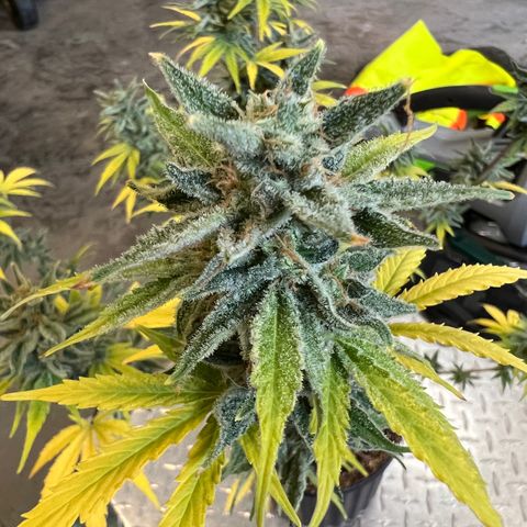 Dwarf Low Flyer growlog timeline photo