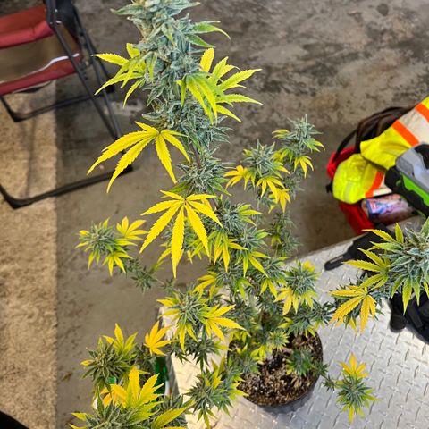 Dwarf Low Flyer growlog timeline photo