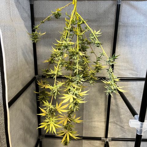 Dwarf Low Flyer growlog timeline photo