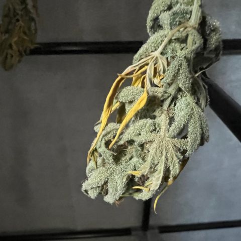 Dwarf Low Flyer growlog timeline photo