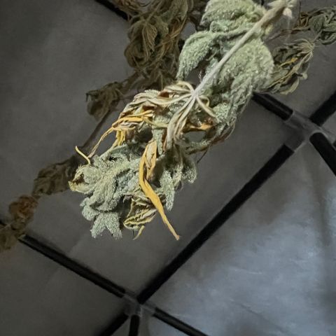 Dwarf Low Flyer growlog timeline photo