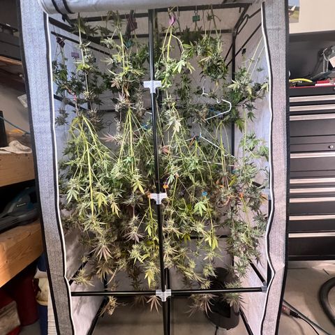 Platinum Jelly growlog timeline photo