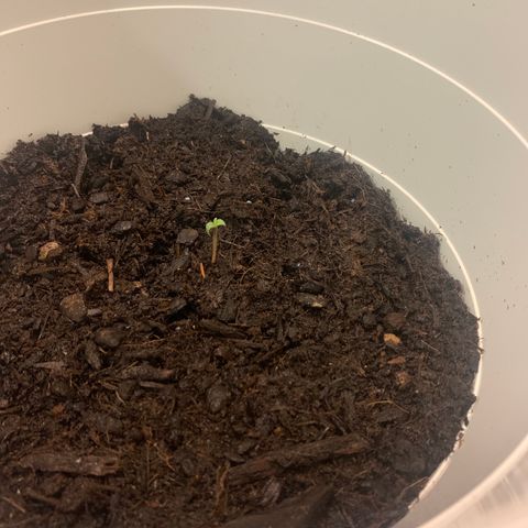Auto Chocolate Skunk growlog photo: Finalmente a platinha sai pra fora 