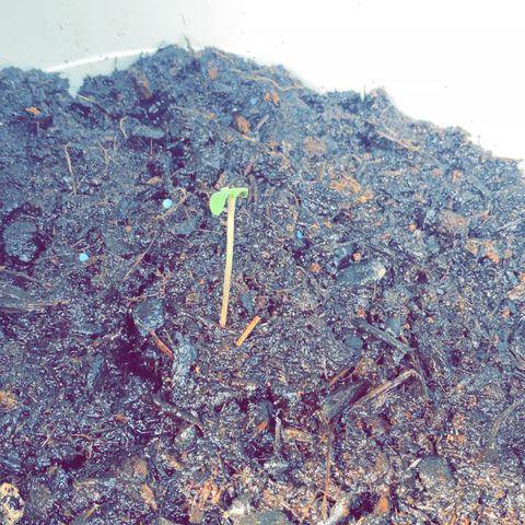 Auto Chocolate Skunk growlog photo: A cada dia cresce mais e as pequenas folhas começam a ganhar formato 