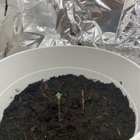 Auto Chocolate Skunk growlog photo: Terra acrescentada, continua a crescer 