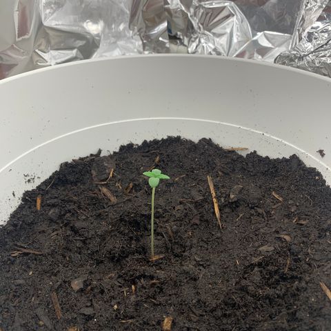 Auto Chocolate Skunk growlog photo: As folhas ganham cada vez mais o seu formato 