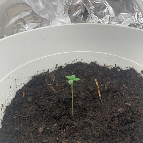 Auto Chocolate Skunk growlog timeline photo