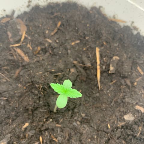 Auto Chocolate Skunk growlog timeline photo