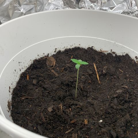 Auto Chocolate Skunk growlog timeline photo