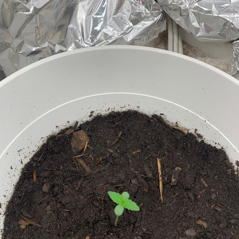 Auto Chocolate Skunk growlog timeline photo