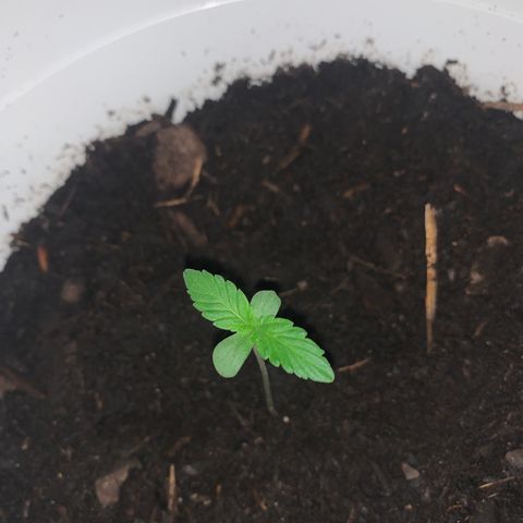 Auto Chocolate Skunk growlog photo: As folhas cada vez maiores 