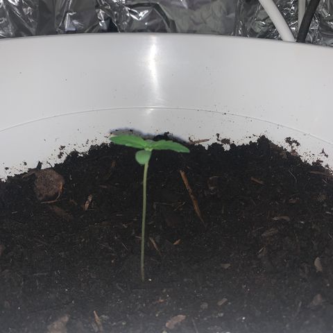 Auto Chocolate Skunk growlog photo: As folhas cada vez maiores 