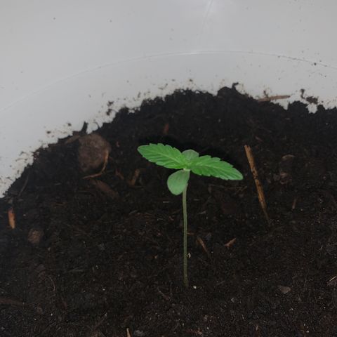 Auto Chocolate Skunk growlog photo: As folhas cada vez maiores 