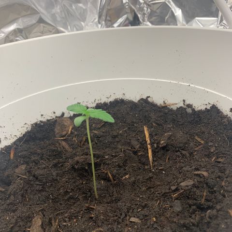 Auto Chocolate Skunk growlog timeline photo