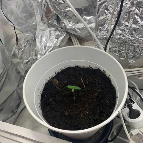 Auto Chocolate Skunk growlog timeline photo
