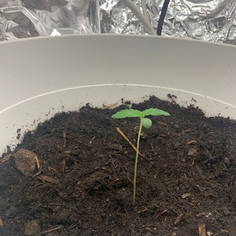Auto Chocolate Skunk growlog timeline photo