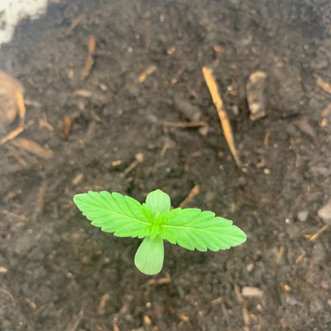 Auto Chocolate Skunk growlog timeline photo