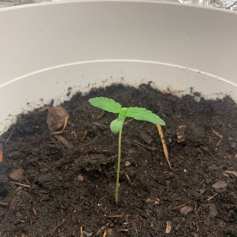 Auto Chocolate Skunk growlog timeline photo
