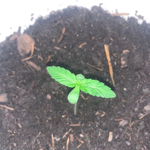 Auto Chocolate Skunk growlog timeline photo