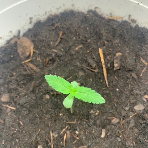 Auto Chocolate Skunk growlog timeline photo