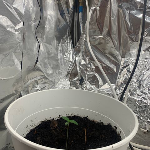 Auto Chocolate Skunk growlog timeline photo