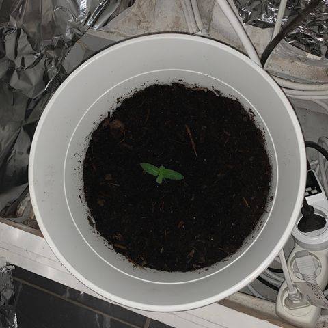 Auto Chocolate Skunk growlog timeline photo
