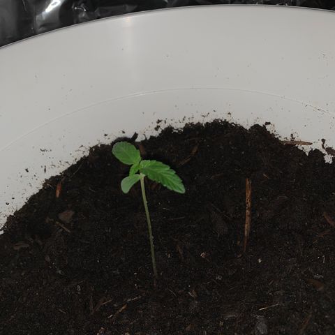 Auto Chocolate Skunk growlog timeline photo