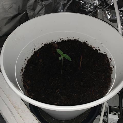 Auto Chocolate Skunk growlog timeline photo