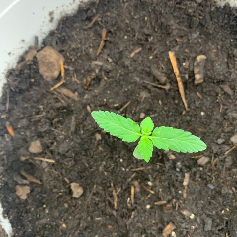 Auto Chocolate Skunk growlog timeline photo