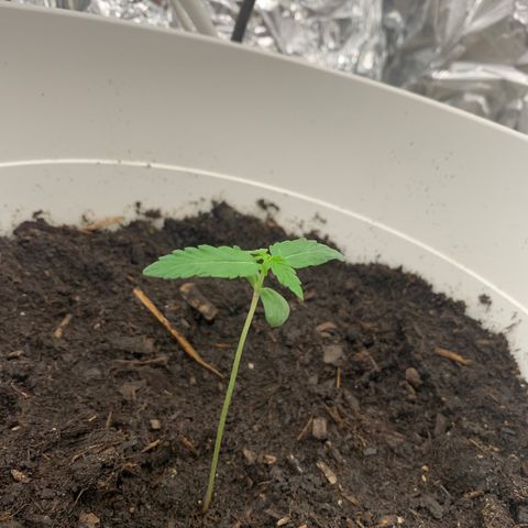 Auto Chocolate Skunk growlog timeline photo
