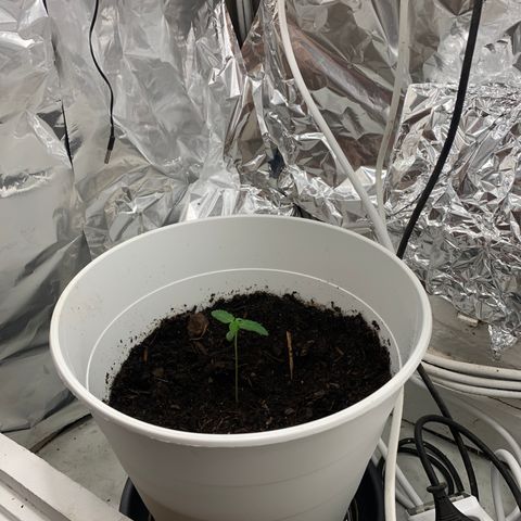 Auto Chocolate Skunk growlog timeline photo