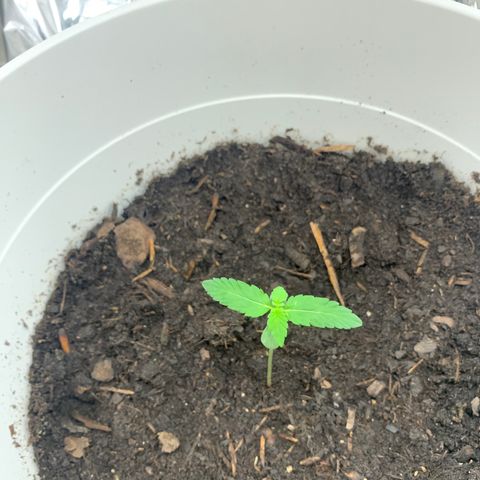 Auto Chocolate Skunk growlog timeline photo