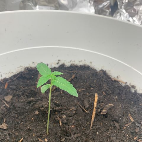 Auto Chocolate Skunk growlog timeline photo
