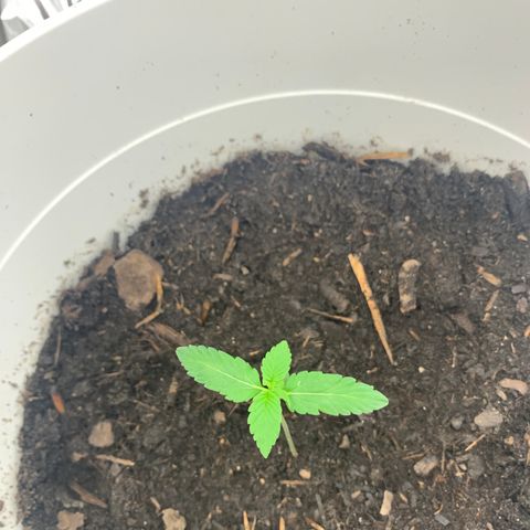 Auto Chocolate Skunk growlog timeline photo