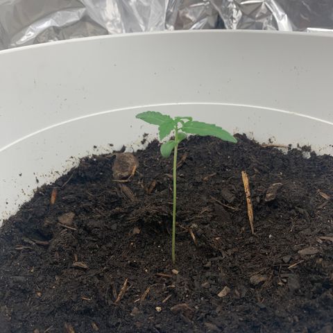Auto Chocolate Skunk growlog timeline photo
