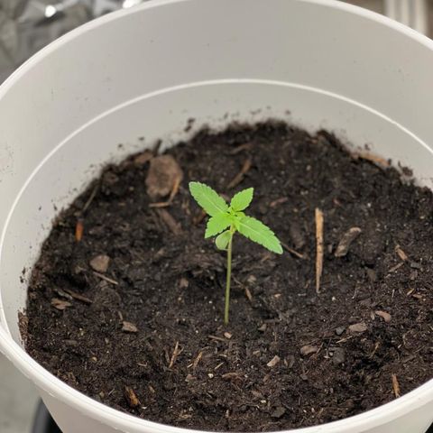 Auto Chocolate Skunk growlog timeline photo