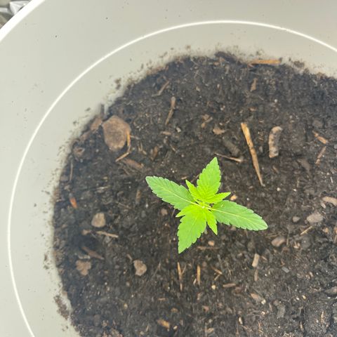 Auto Chocolate Skunk growlog timeline photo